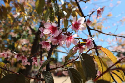 Close-up of pink cherry blossoms in spring