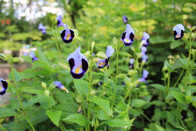 Close-up of purple flowering plants