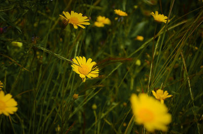 Close-up of yellow flowering plant on field