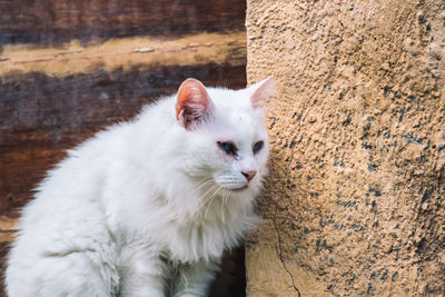Close-up of white cat looking away