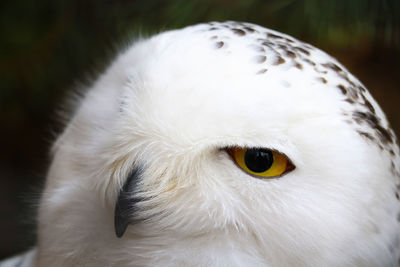 Close-up portrait of white owl