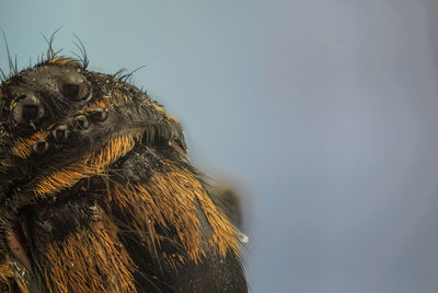 Close-up of eagle against sky