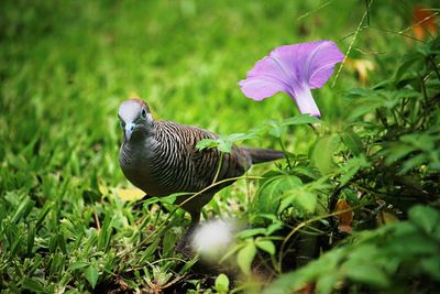 View of a bird on field