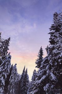 Low angle view of pine trees against sky during winter