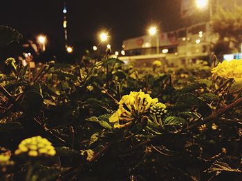 Close-up of illuminated plants at night