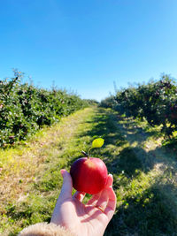 First person view of a ripe, red apple, leading into an apple orchard in fall.