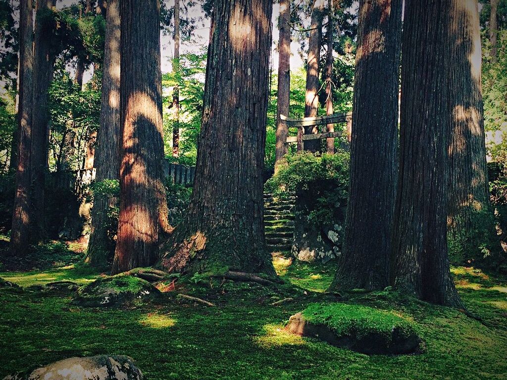 tree, tree trunk, forest, tranquility, growth, woodland, nature, tranquil scene, beauty in nature, green color, scenics, grass, branch, landscape, non-urban scene, outdoors, wood - material, day, sunlight, no people