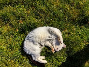 High angle view of dog on grassy field