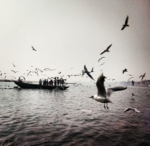 Bird flying over sea