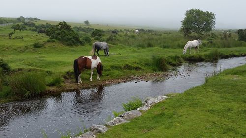 Horses grazing on field by river against sky