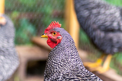 Close-up of rooster