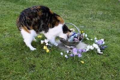 Dog standing on grassy field