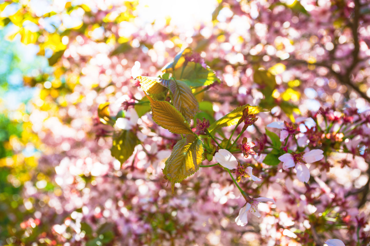 CLOSE-UP OF INSECT ON CHERRY BLOSSOM