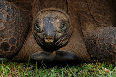 Giant tortoise headshot looking at the camera, aldabrachelys gigantea hololissa