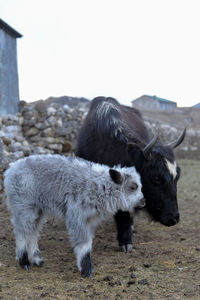 Sheep standing in a field