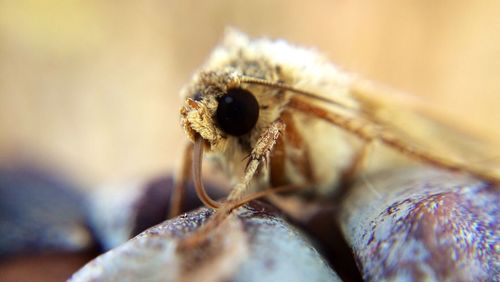 Close-up of insect