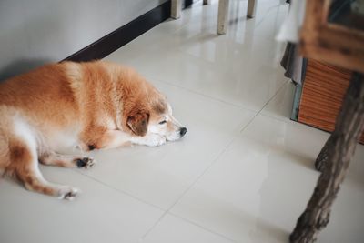 High angle view of dog at home