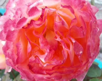 Close-up of pink roses