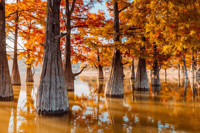 Trees in lake during autumn