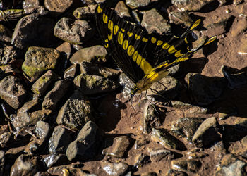 High angle view of butterfly on rock