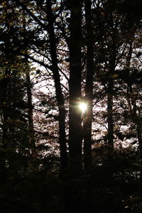 Sun shining through trees in forest