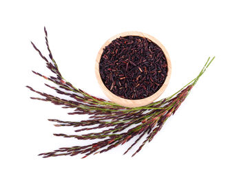 Directly above shot of dried plant against white background