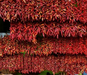 Full frame shot of red flowers