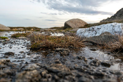 Close-up of alpine grass details and white rock near the summit of mount kosciuszko, new south wales