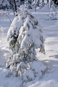 Snow covered trees on field