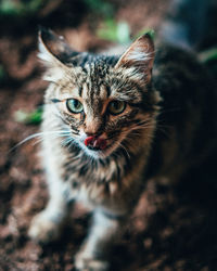 Close-up portrait of cat