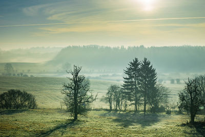 Trees on field against sky during foggy weather