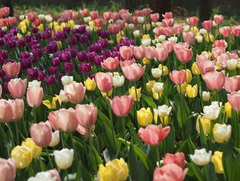 Close-up of pink tulips blooming outdoors