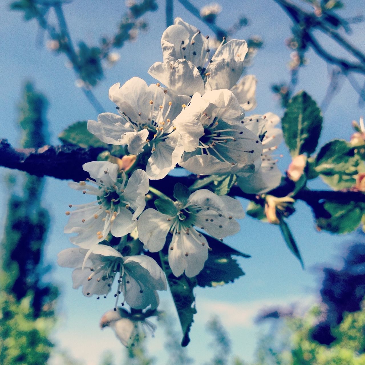 flower, freshness, fragility, growth, branch, cherry blossom, tree, petal, beauty in nature, nature, focus on foreground, blossom, close-up, white color, blooming, flower head, cherry tree, in bloom, twig, low angle view