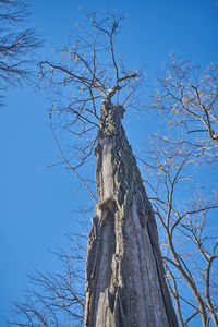 Low angle view of bare tree against blue sky