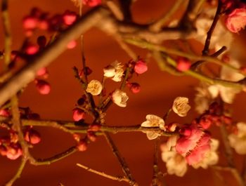 Close-up of red flowering plant