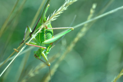 Close-up of insect on plant