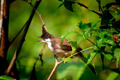 Bird perching on a branch