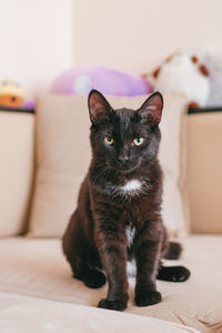 Little adorable black kitten is sitting on a beige sofa with plush toys on a background.