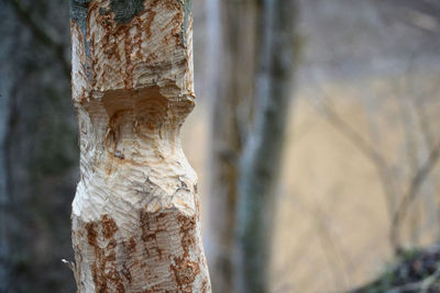 Close-up of tree trunk