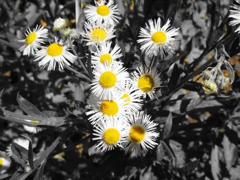 Close-up of yellow flowers blooming outdoors