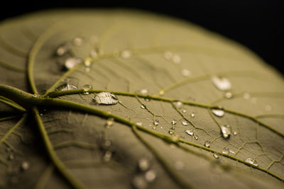 Close-up of raindrops on leaves