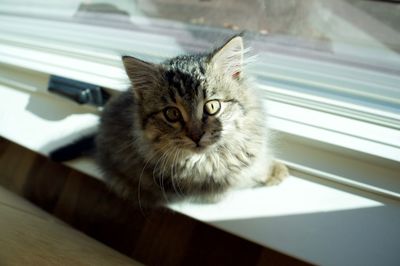 Close-up portrait of cat on table