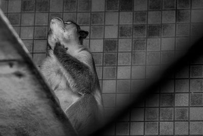 Low angle view of monkey scratching against wall