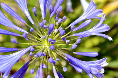 Close-up of purple flowering plant