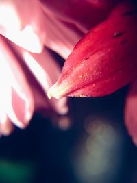 Close-up of wet flower