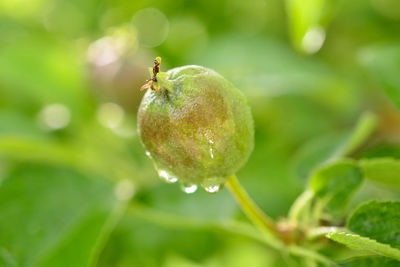 Close-up of wet plant