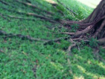 Tree trunk in forest
