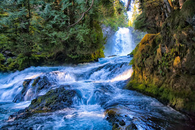 View of waterfall in forest