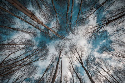 Low angle view of bare trees against sky