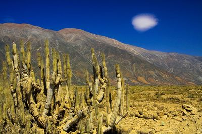 Plants growing in desert against sky